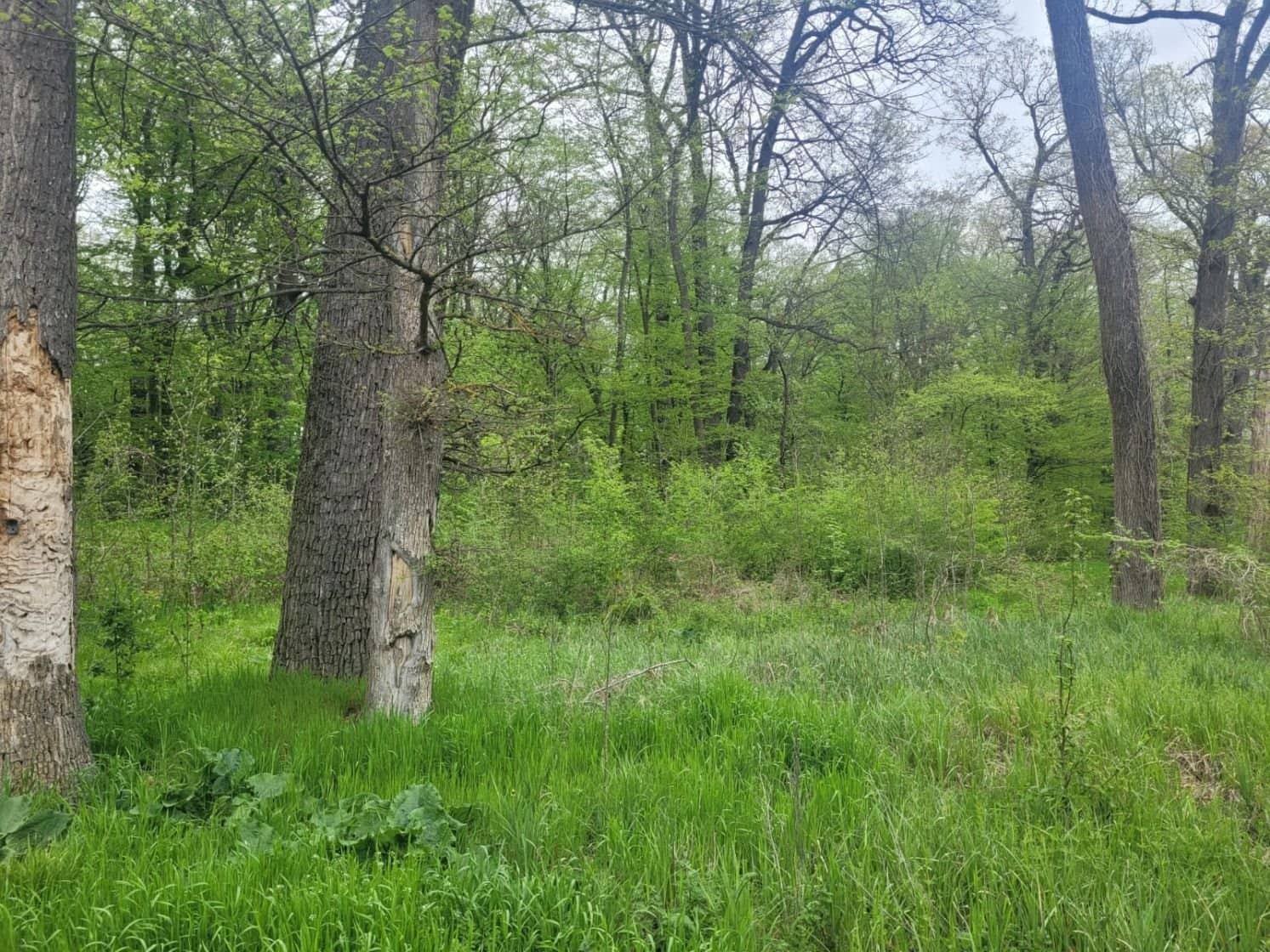 SUPER OCAZIE TEREN 4000MP DE VANZARE IN SNAGOV CU DESCHIDERE LA LACUL SNAGOV,NEGOCIABIL. — fotografia 16 din 17