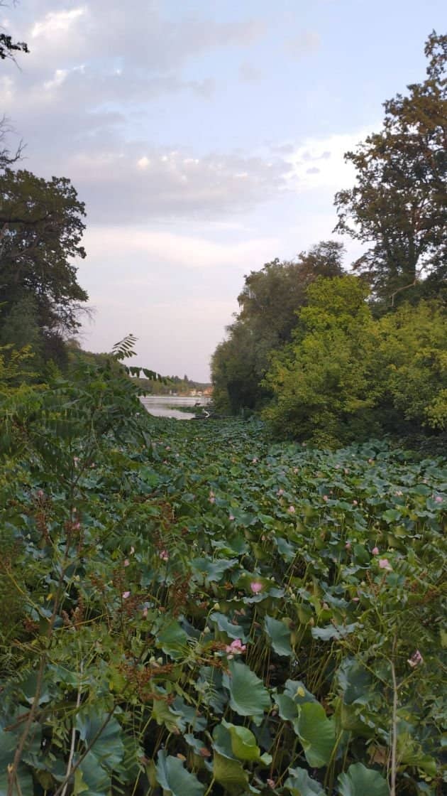 SUPER OCAZIE TEREN 4000MP DE VANZARE IN SNAGOV CU DESCHIDERE LA LACUL SNAGOV,NEGOCIABIL. — fotografia 8 din 17