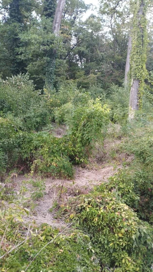SUPER OCAZIE TEREN 4000MP DE VANZARE IN SNAGOV CU DESCHIDERE LA LACUL SNAGOV,NEGOCIABIL. — fotografia 9 din 17