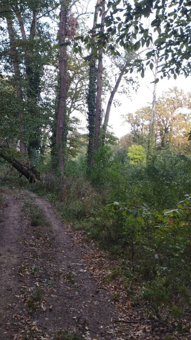 SUPER OCAZIE TEREN 4000MP DE VANZARE IN SNAGOV CU DESCHIDERE LA LACUL SNAGOV,NEGOCIABIL. — fotografia 7 din 17