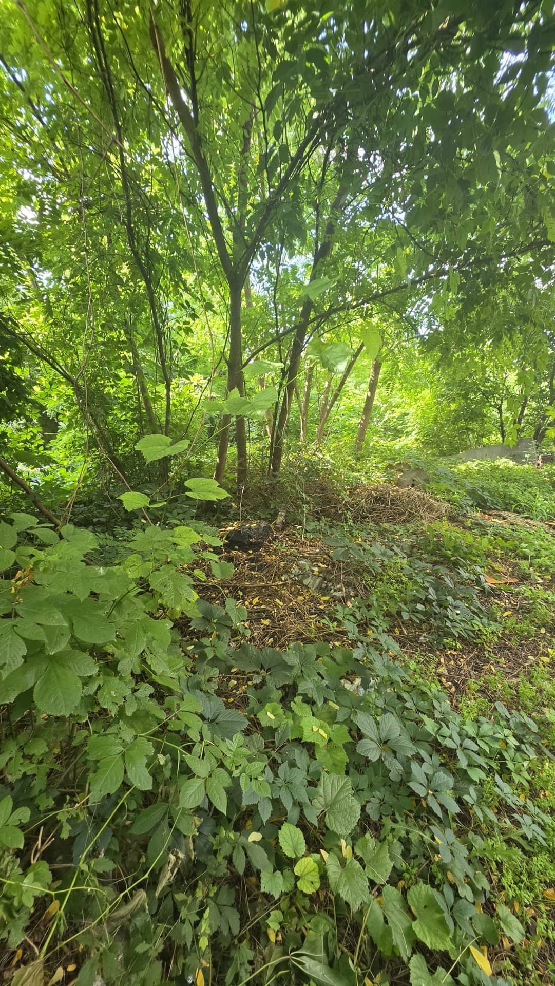 Teren intravilan 250 mp în Băneasa, lățime 21m — fotografia 4 din 6