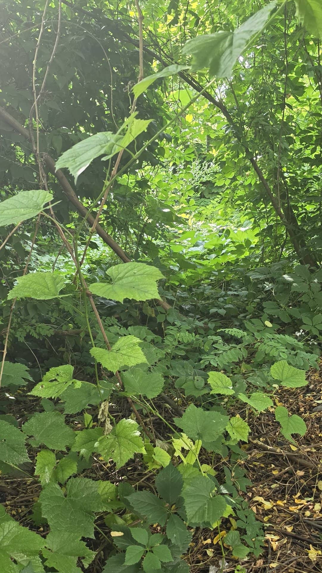 Teren intravilan 250 mp în Băneasa, lățime 21m — fotografia 2 din 6