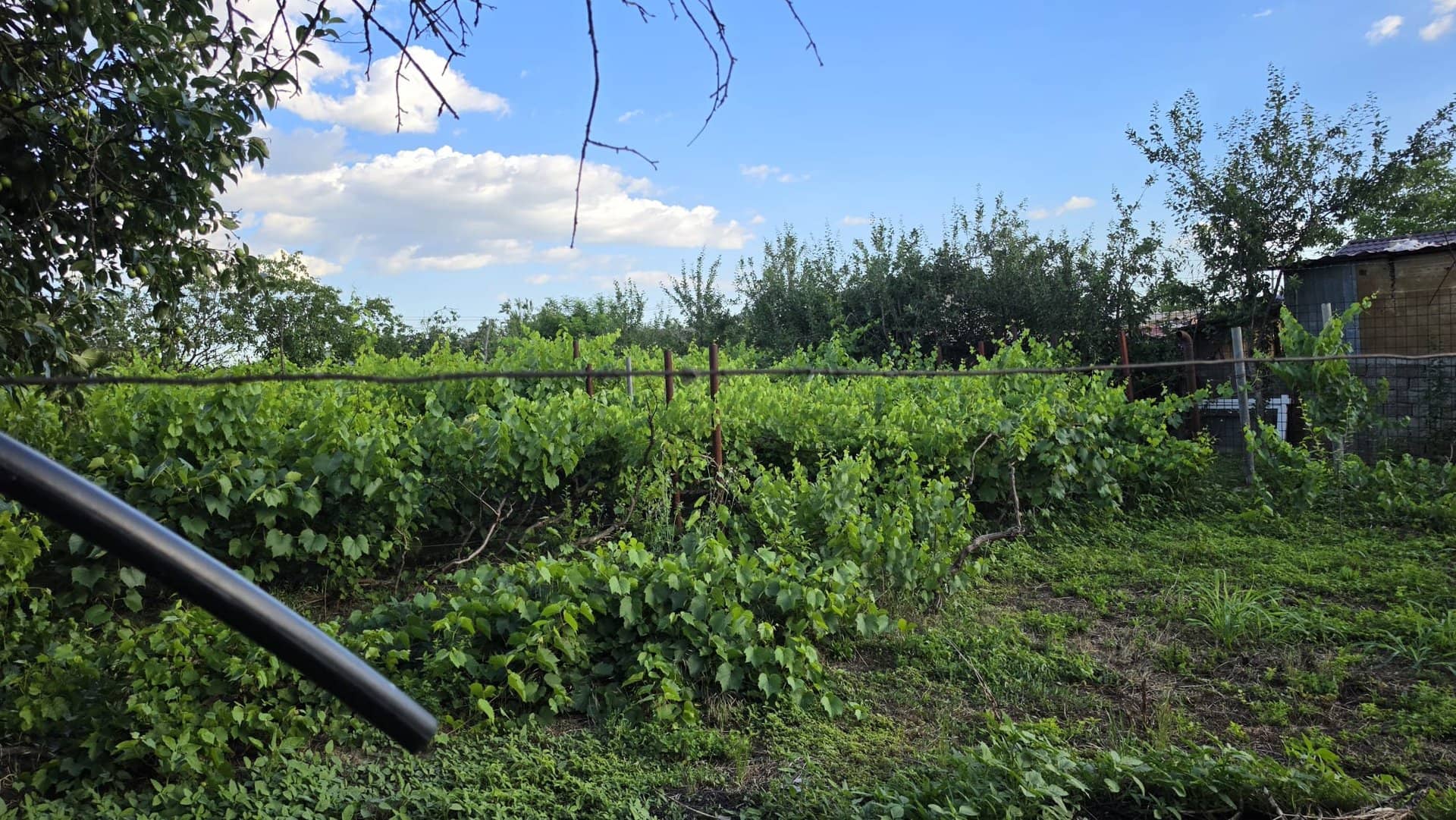 Casă cu potențial, 4 camere, lângă pădure-Jud Giurgiu-Mihai Bravu. — fotografia 5 din 9