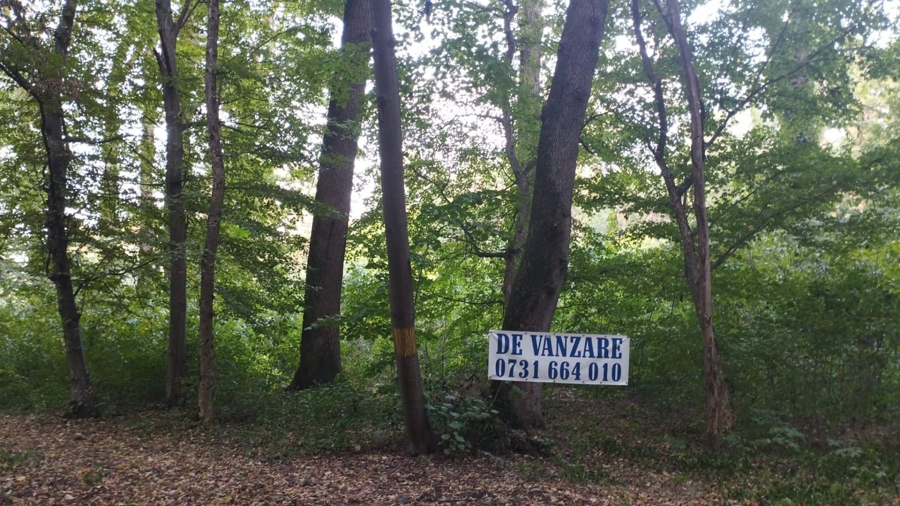 SUPER OCAZIE TEREN 4000MP DE VANZARE IN SNAGOV CU DESCHIDERE LA LACUL SNAGOV,NEGOCIABIL.